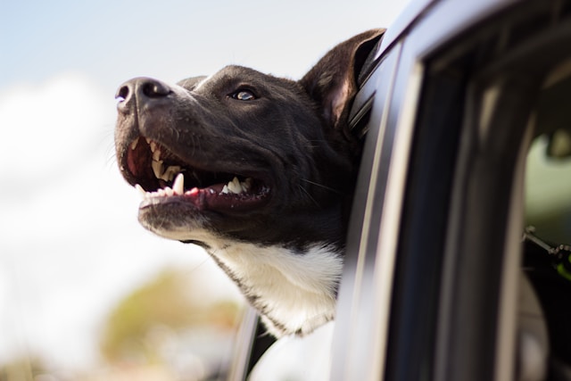 Looplank voor jouw hond